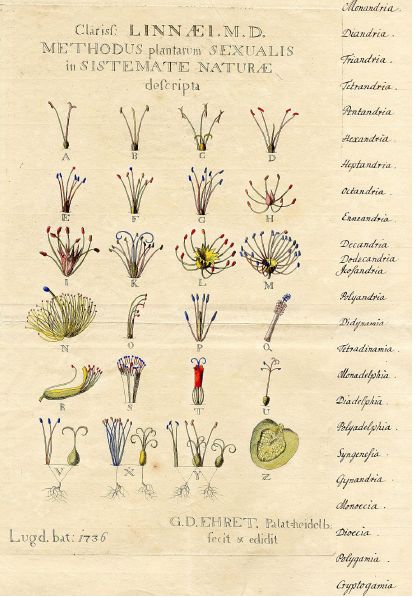 毛竹 分类学上属于 乔木类 灌木类_乔木 灌木 草本_乔木灌木草本属于什么分类方法