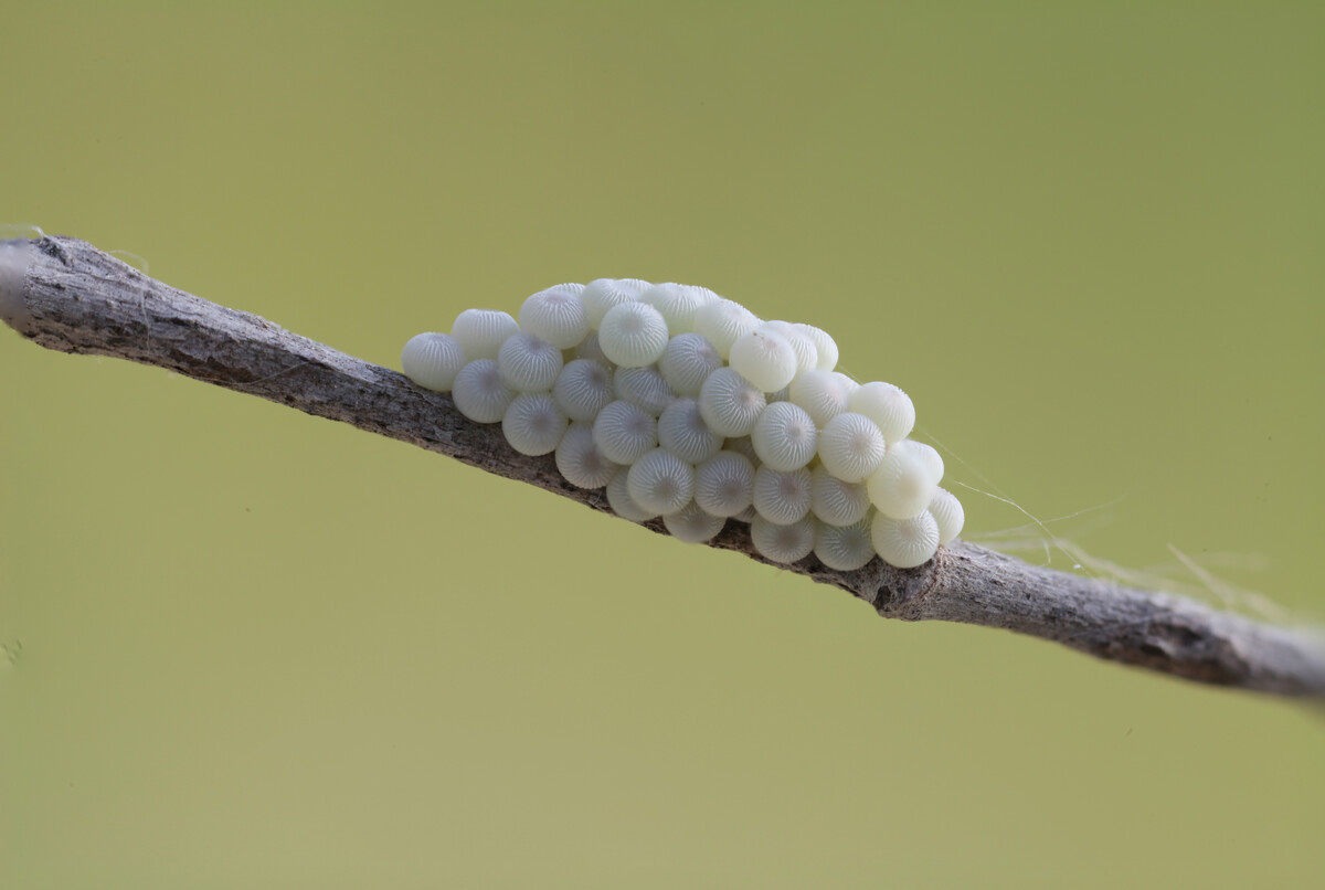 星鼻鼹鼠宠物_星鼻鼹鼠有头么_星鼻鼹鼠