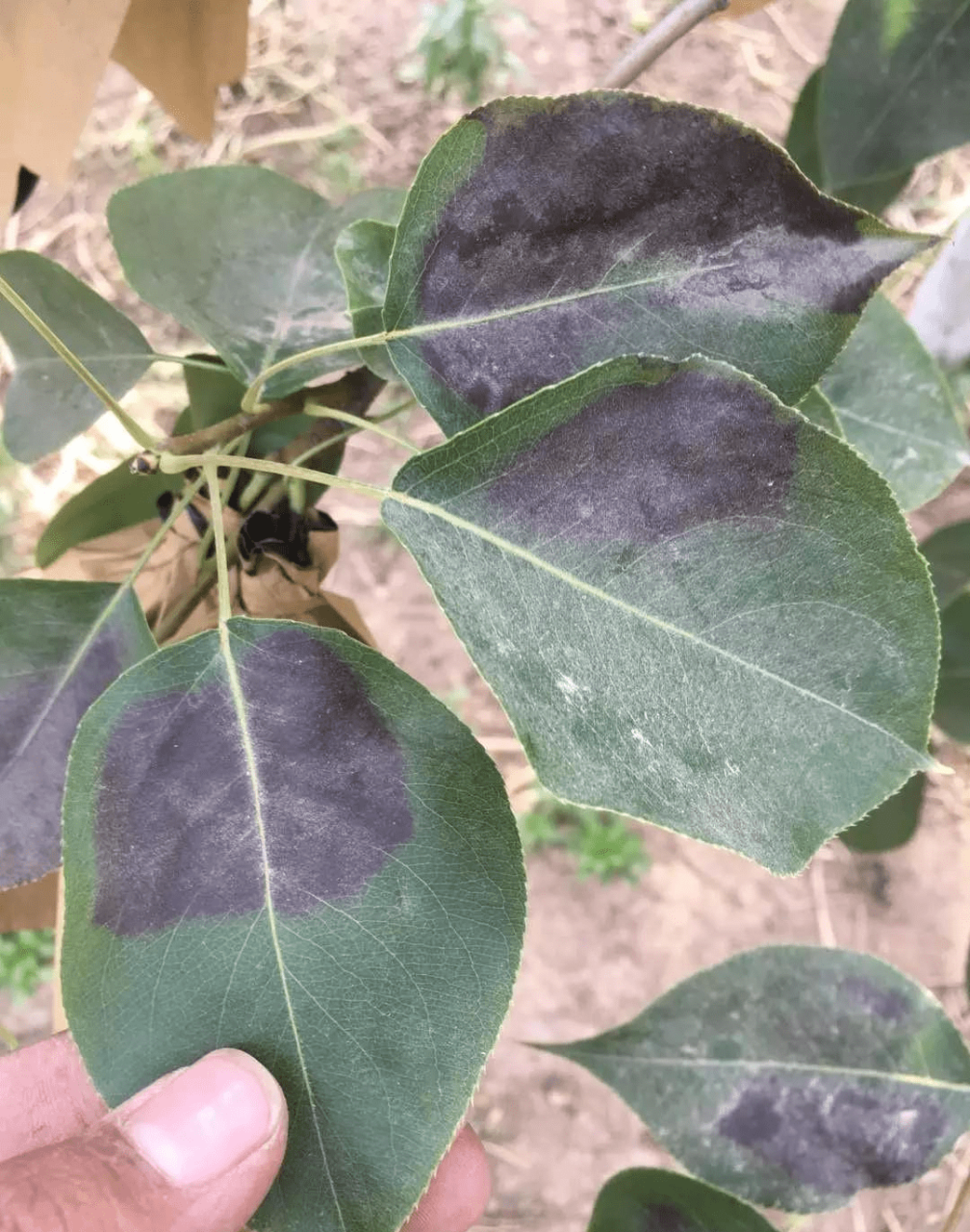 粘虫_粘虫_粘虫板