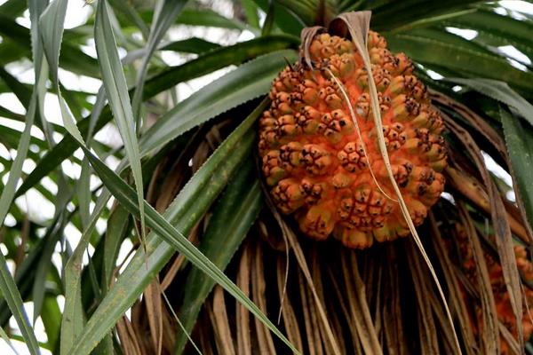 菠萝蜜 茂名一农民育高品质树菠萝大受欢迎