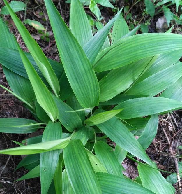 幽灵行动和幽灵协议_幽灵草_雷龙草火龙草冰龙草哪个厉害