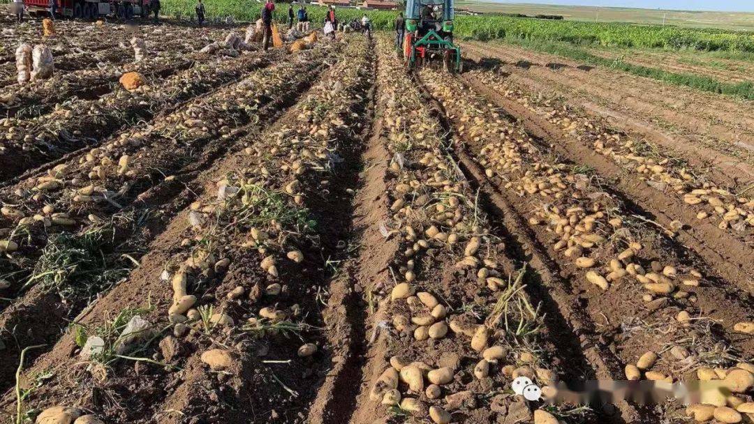 荆棘花100全集土豆在线_土豆视频情满雪阳花_土豆花