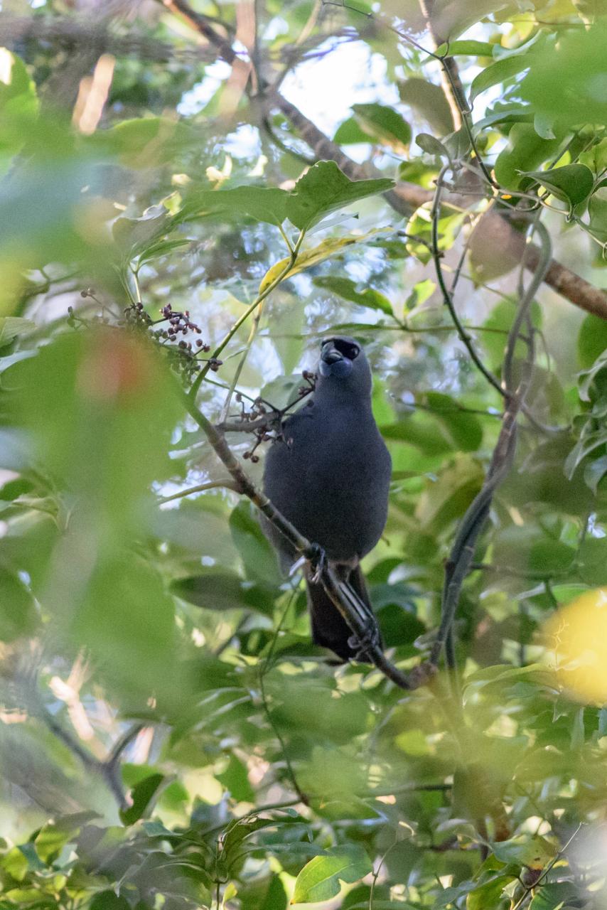 巨沙螽_巨沙螽能打过皇帝巴布_非洲巨螳 vs 沙螽