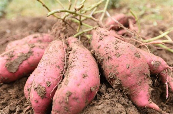 籽瓜性热是寒_手脚热身体凉是发烧吗_桃子是凉性还是热性