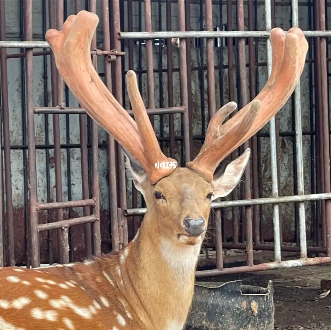 东北马鹿茸价格_鹿茸价格2020最新价格_鹿茸价格