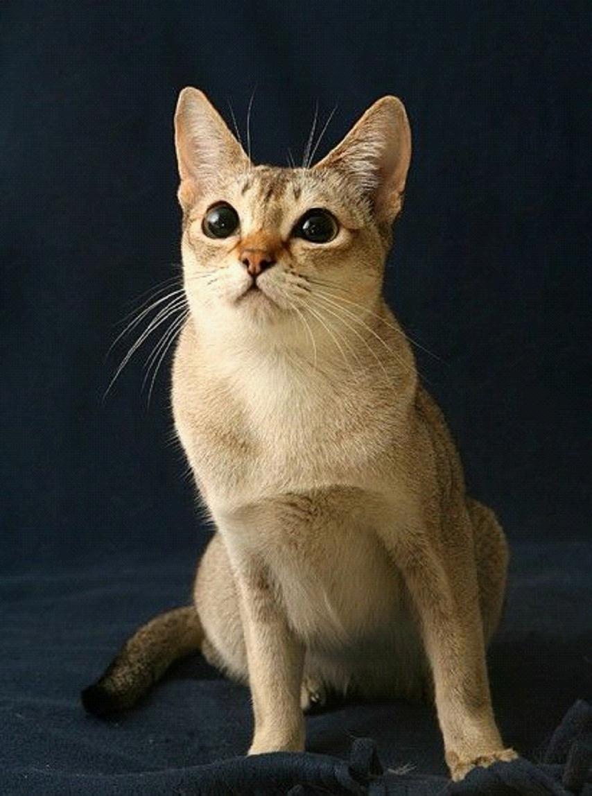 口袋妖怪绿宝石386萌版帕拉斯去哪里抓帕拉斯_帕拉斯猫价格_帕拉斯猫