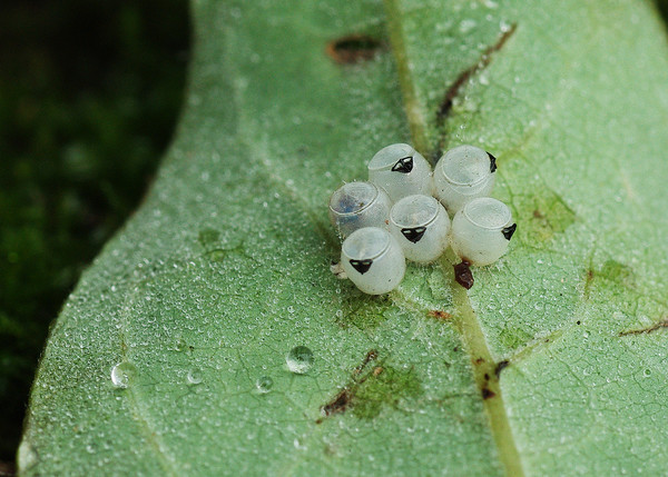 星鼻鼹鼠有头么_星鼻鼹鼠宠物_星鼻鼹鼠