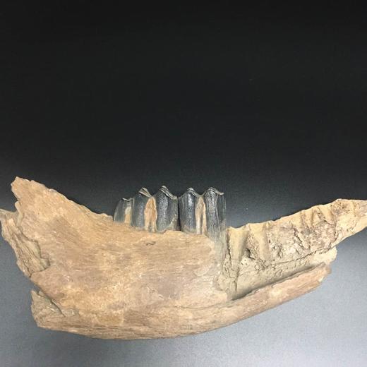 大熊猫为什么叫食铁兽_食铁兽是谁的坐骑_食铁兽