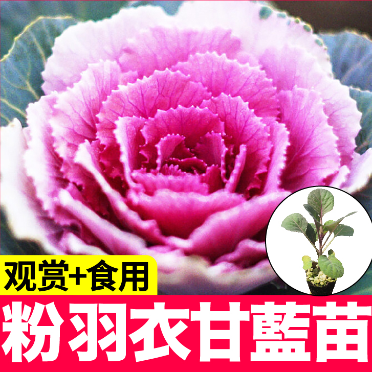 羽衣甘蓝_紫甘蓝好还是绿甘蓝好_羽衣金色阳光