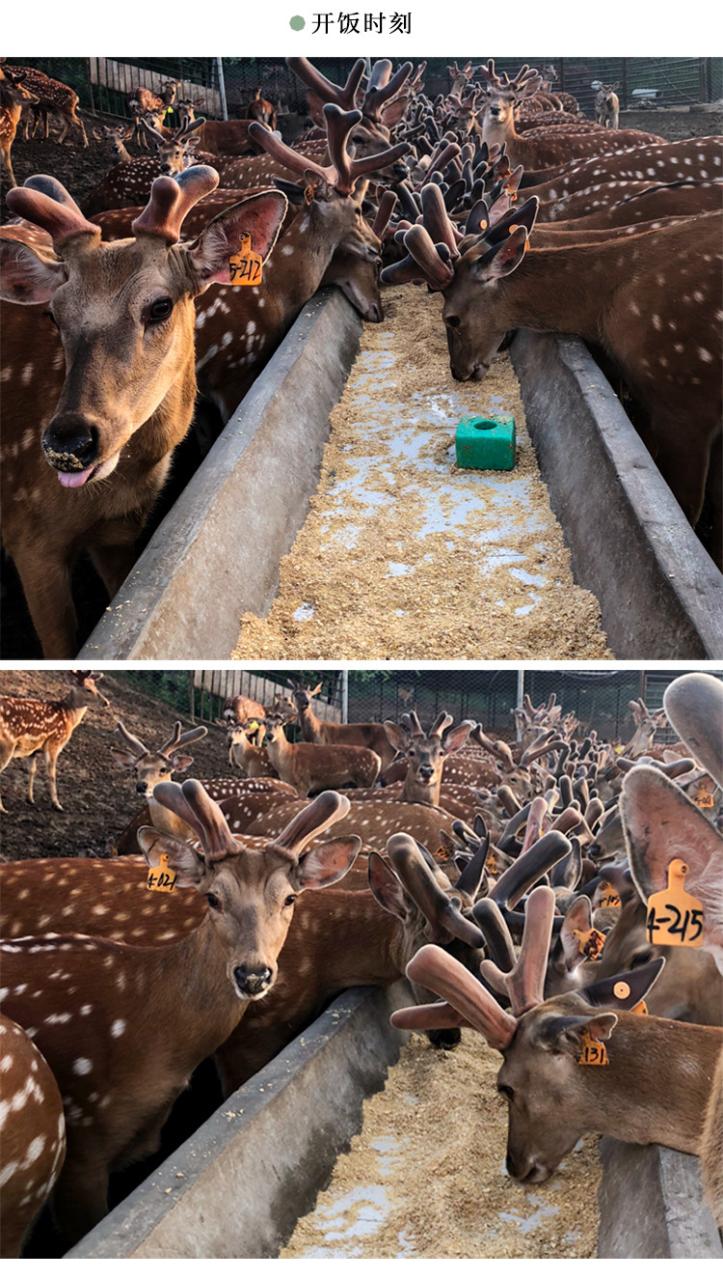 东北马鹿茸价格_鹿茸价格_鹿茸价格2020最新价格