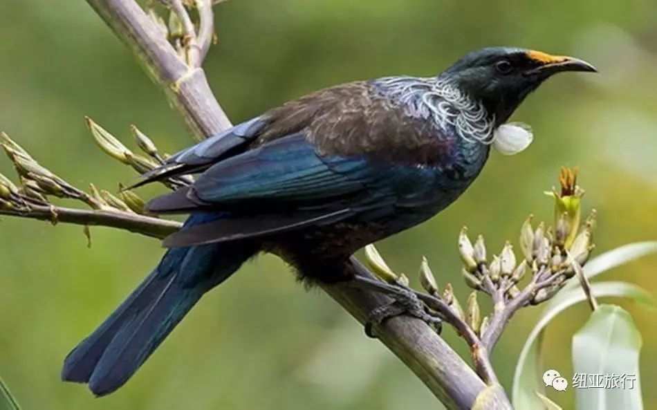 非洲巨螳 vs 沙螽_巨沙螽能打过皇帝巴布_巨沙螽