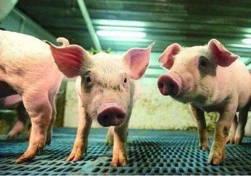 社畜是什么意思?_社畜とかみさま_社畜什么意思