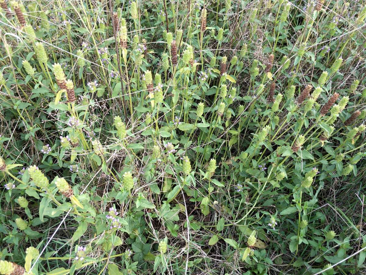 桉树价格_桉树价格_广西桉树原木价格