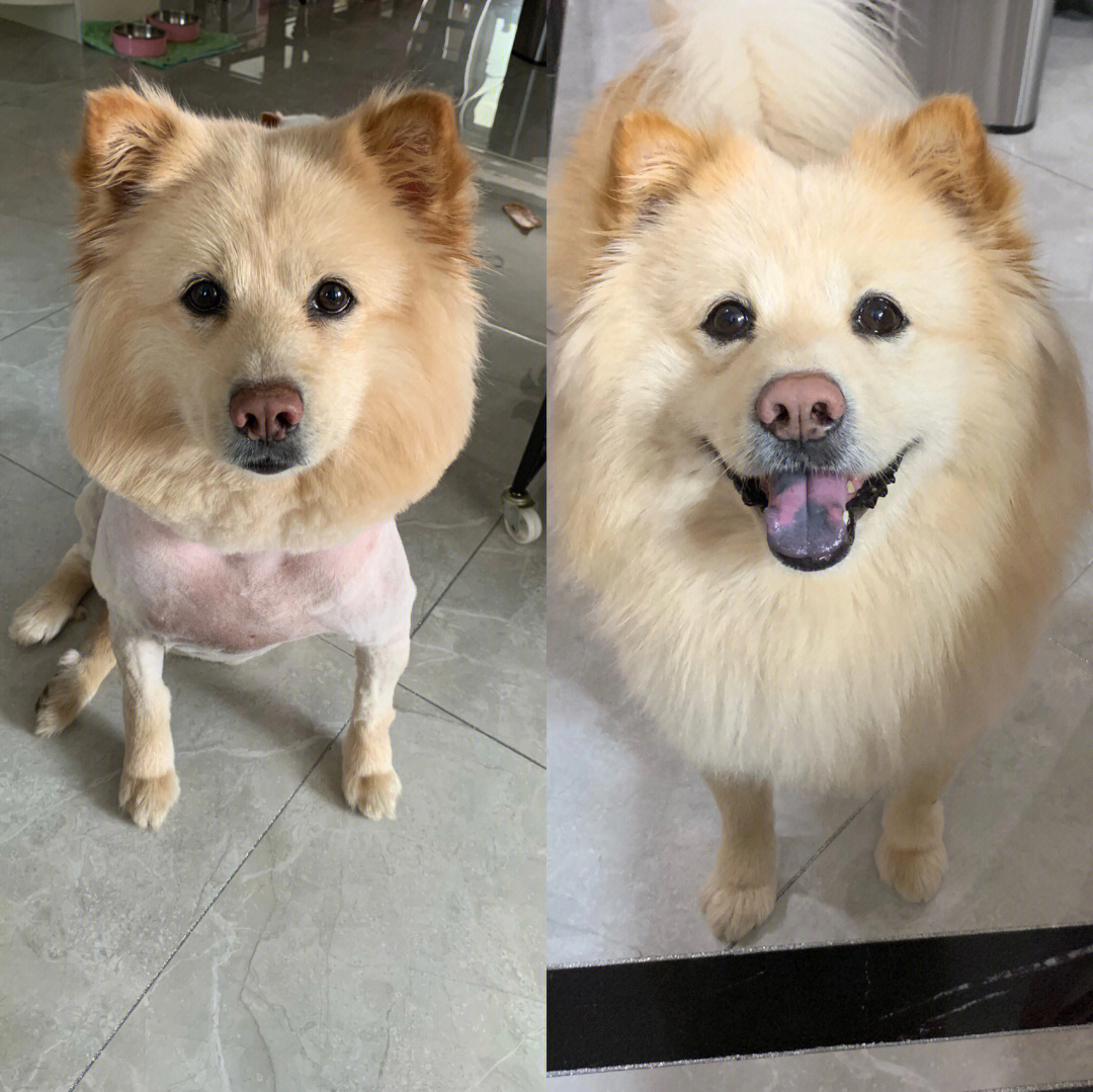 狗品种_忠犬八公的故事是什么品种狗_细狗品种有哪些品种图片