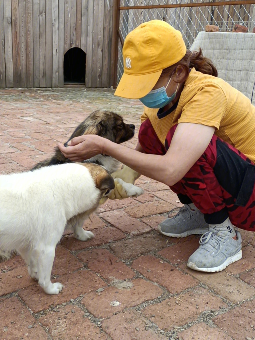 卓越犬舍金毛star_沙漠犬与金毛公狗配种生下狗是啥_金毛犬