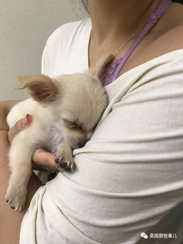 她把小狗丢在机场，独自上了飞机…这次没人骂她，反而惹来无数的心疼