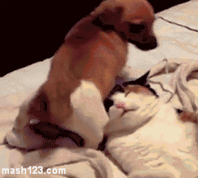 龙之谷狗宠物_宠物狗图片_宠物店狗寄养价格