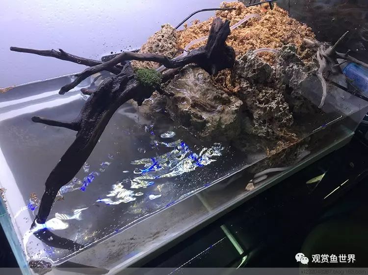 火山石的作用_火麻子的功效与作用_风水泰山石有什么作用