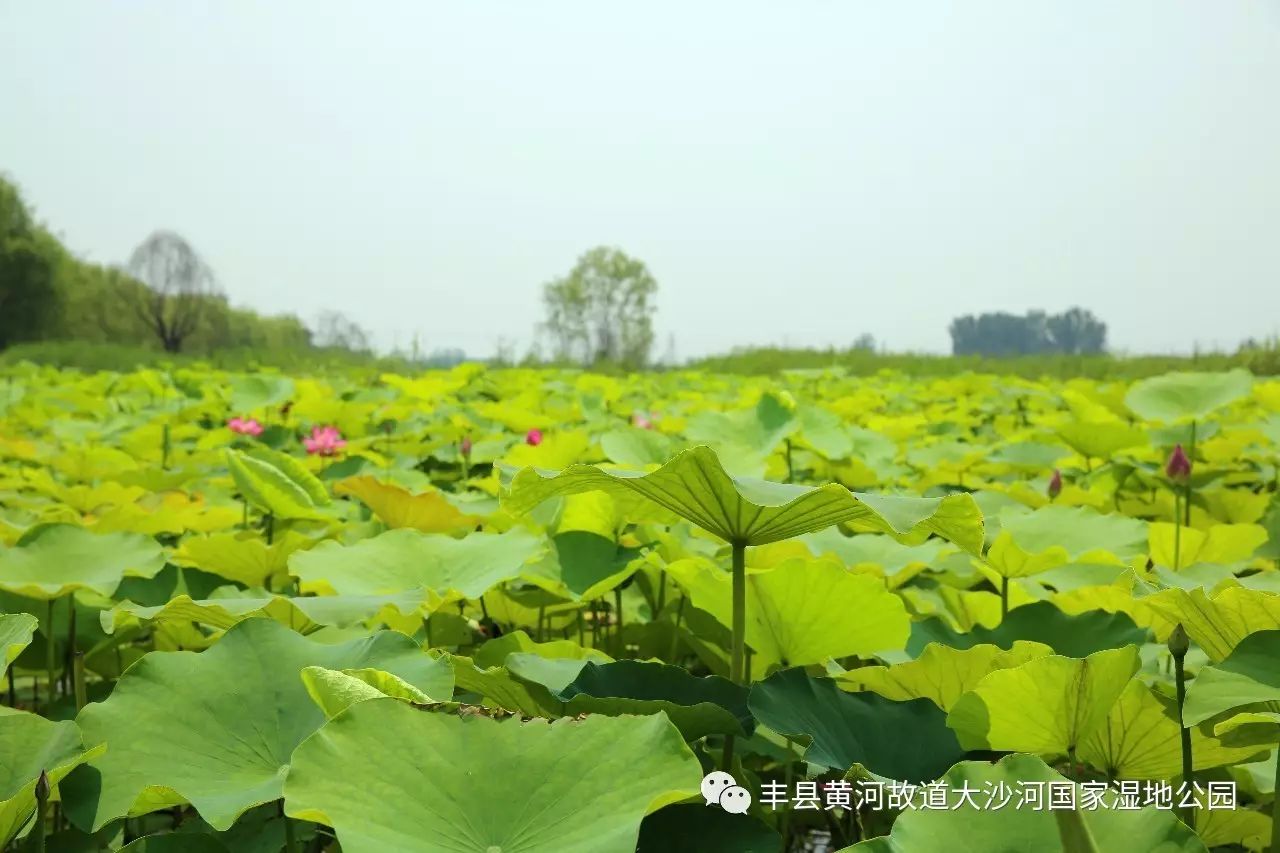 中牟县黄河湿地汽车公园_大沙河湿地公园_琉璃河湿地森林遗址公园