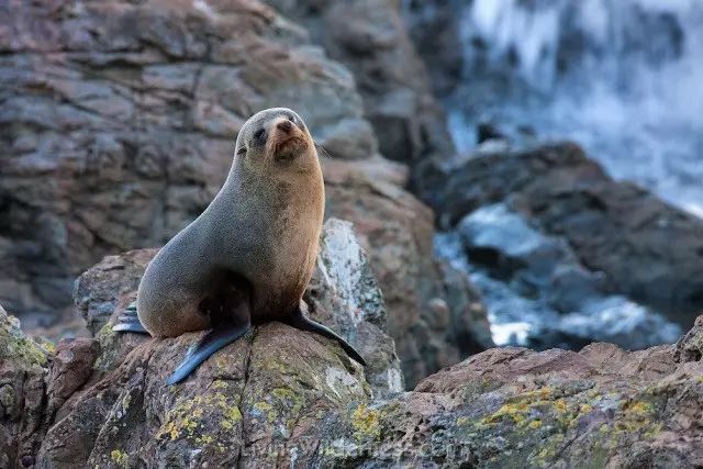 巨沙螽能打过皇帝巴布_巨沙螽_非洲巨螳 vs 沙螽