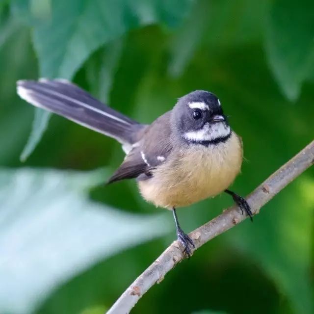 非洲巨螳 vs 沙螽_巨沙螽能打过皇帝巴布_巨沙螽