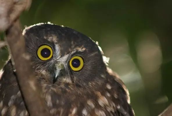 巨沙螽能打过皇帝巴布_巨沙螽_非洲巨螳 vs 沙螽