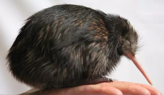 巨沙螽能打过皇帝巴布_非洲巨螳 vs 沙螽_巨沙螽