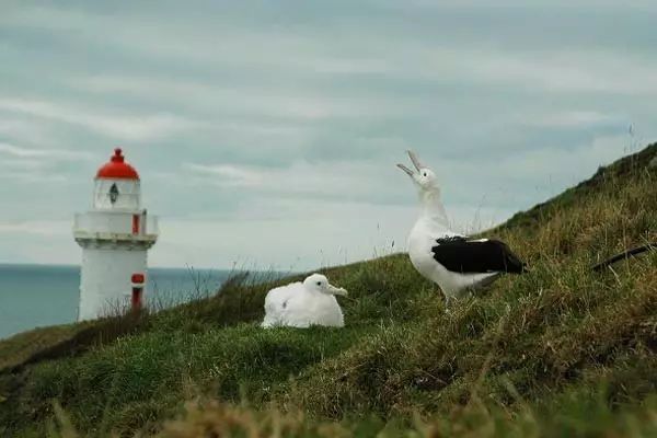 巨沙螽_巨沙螽能打过皇帝巴布_非洲巨螳 vs 沙螽