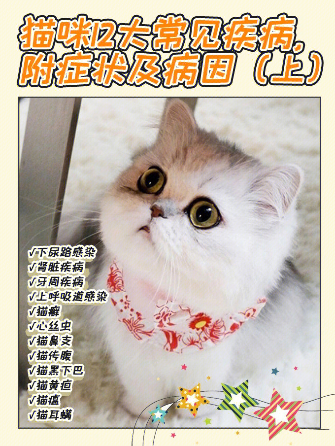 苏格兰折耳立耳猫_折耳猫_折耳猫价格 折耳猫多少钱一只