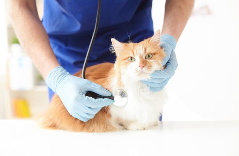 折耳猫_苏格兰折耳立耳猫_折耳猫价格 折耳猫多少钱一只