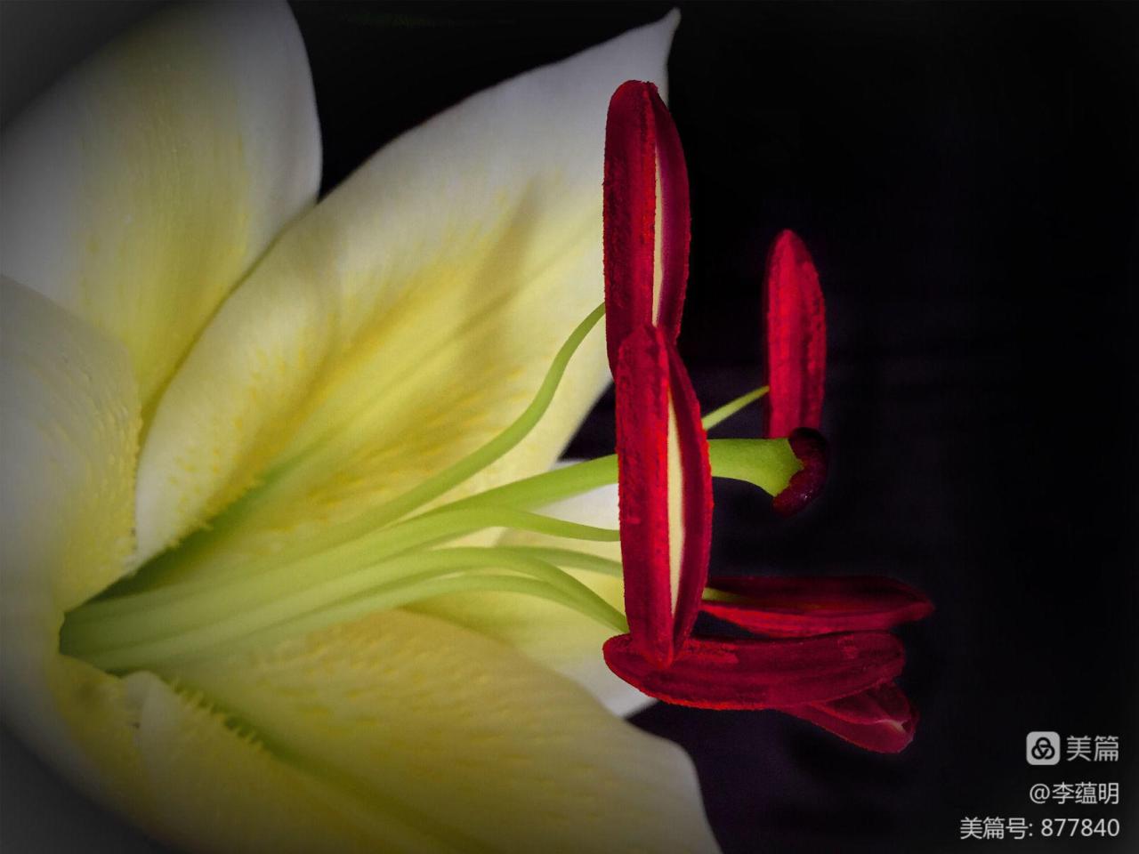 昙花_仙落凡尘神秘昙花_梦昙花