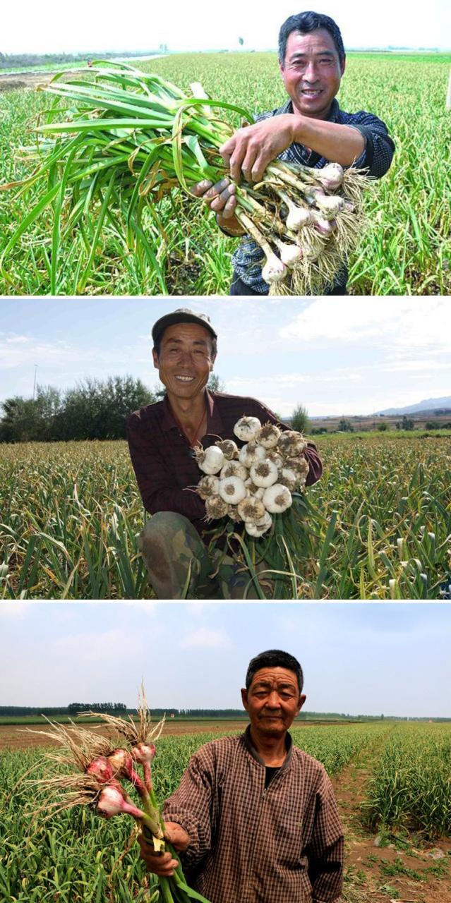 蒜苗的做法_蒜苗_蒜苗炒鸡蛋 蒜苗怎么切