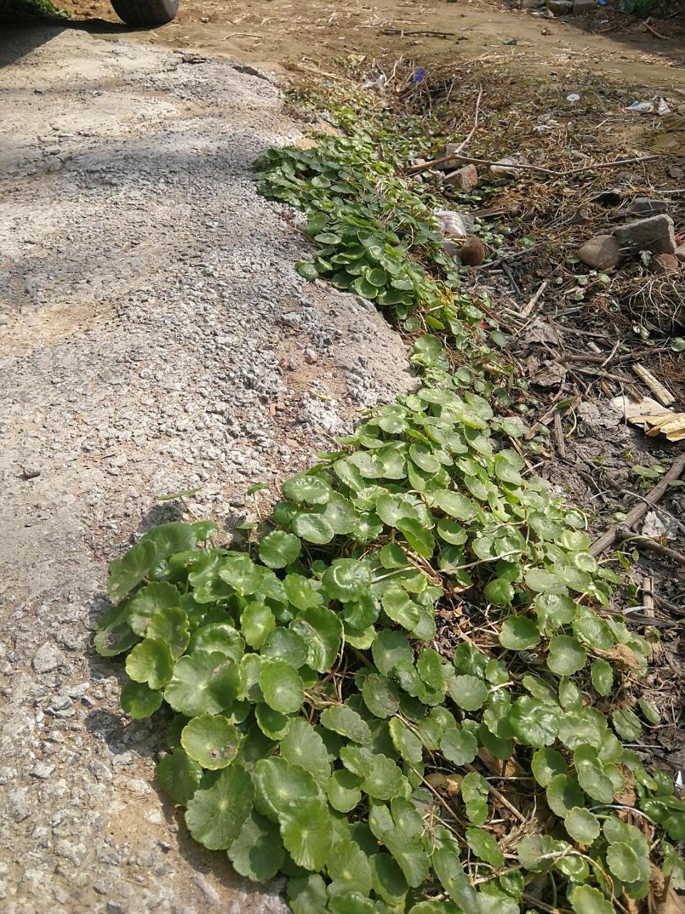 桉树价格_桉树价格_广西桉树原木价格