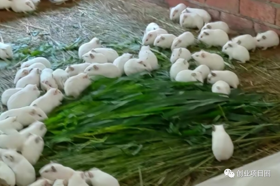 农村新型赚钱项目，利润高，1年1人可以赚50万，不愁销路！