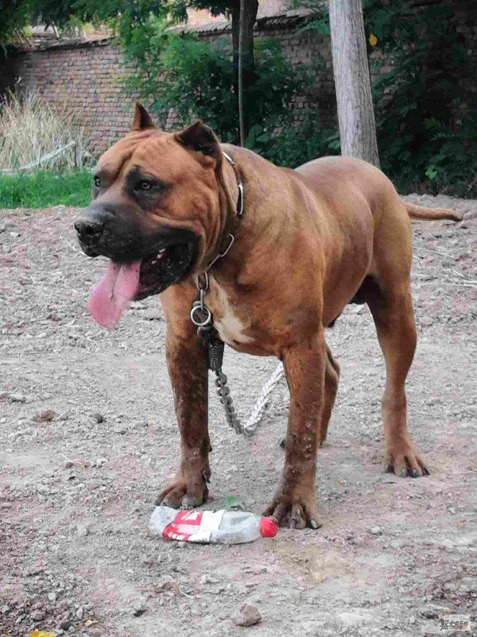 犬类_各种梗类犬_领养梗类犬