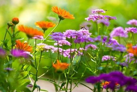 陌上花开为君顾_《陌上花开》散文原文_陌上花开徐志摩原文