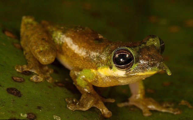 星鼻鼹鼠数多_星鼻鼹鼠奔跑_星鼻鼹鼠