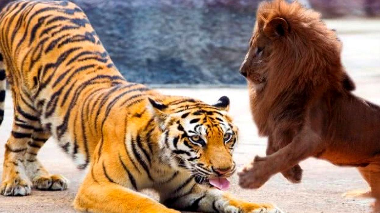 狮子会爬树吗 老虎是狮子的对手吗，会不会被狮子咬死？