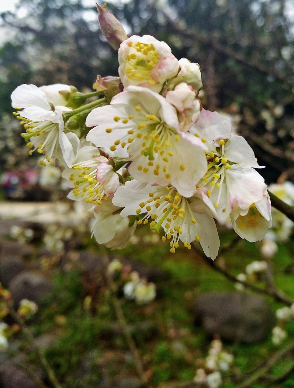 徐志摩陌上花开经典语录_徐志摩陌上花开写给谁的_徐志摩《陌上花开》