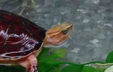 背部两侧肩胛间位置_背甲和腹甲的区别_背甲与腹甲两侧相连吗