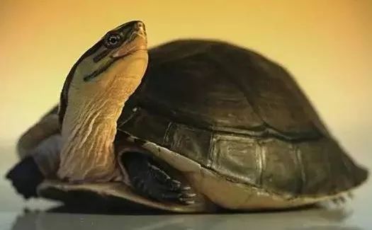 背部两侧肩胛间位置_背甲与腹甲两侧相连吗_背甲和腹甲的区别