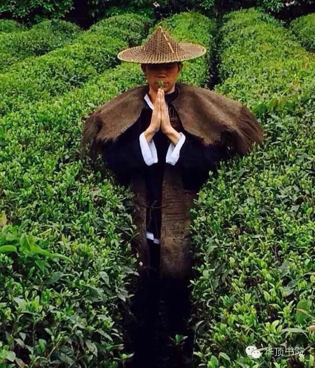 华顶云雾_云顶山雾茶_云雾华山
