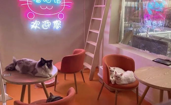 狗狗大全及图片_狗狗大全及品种_狗狗大全