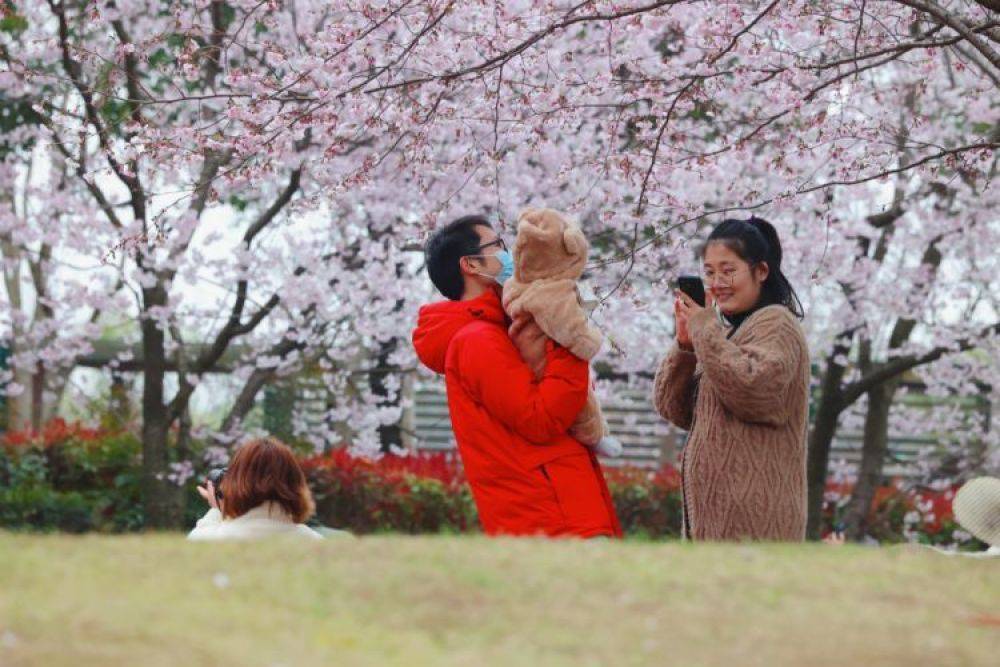 玉渊潭赏樱花从哪个门进_玉渊潭公园门票预约_玉渊潭赏樱时间