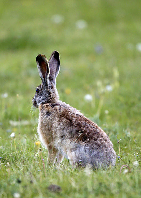 星鼻鼹_我的世界mod星鼻鼹鼠_鼻星鼹鼠