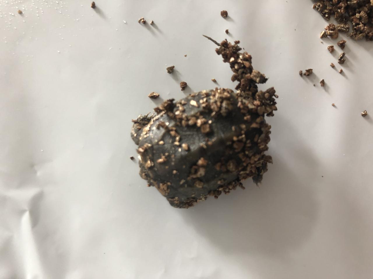 背甲与腹甲两侧相连吗_背部两侧肩胛间位置_背甲和腹甲的区别