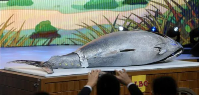 蓝鳍金枪鱼2023价目表_蓝鳍金枪鱼的口感_篮鳍金枪鱼