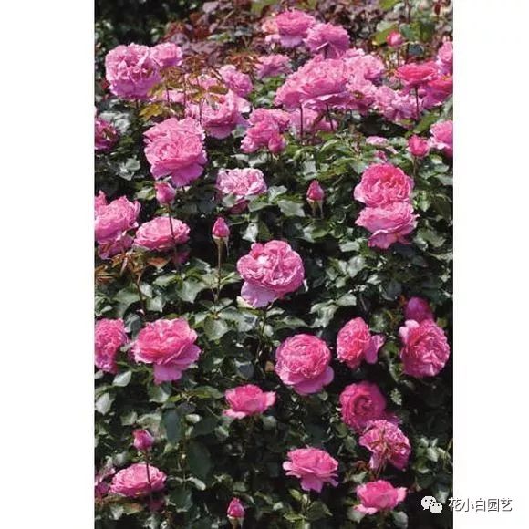 圣斗士幻塔索斯_女主穿越圣斗士幻塔索斯_幻塔索斯