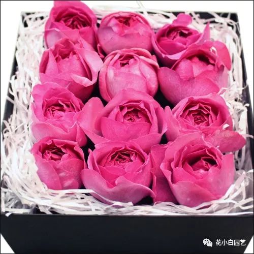 圣斗士幻塔索斯_女主穿越圣斗士幻塔索斯_幻塔索斯