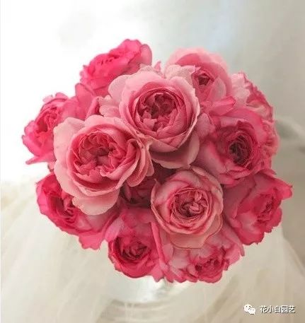 幻塔索斯_女主穿越圣斗士幻塔索斯_圣斗士幻塔索斯